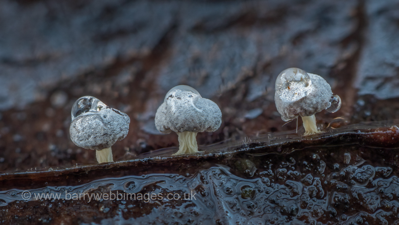 Photo © Barry Webb Didymium squamulosum by Barry Webb